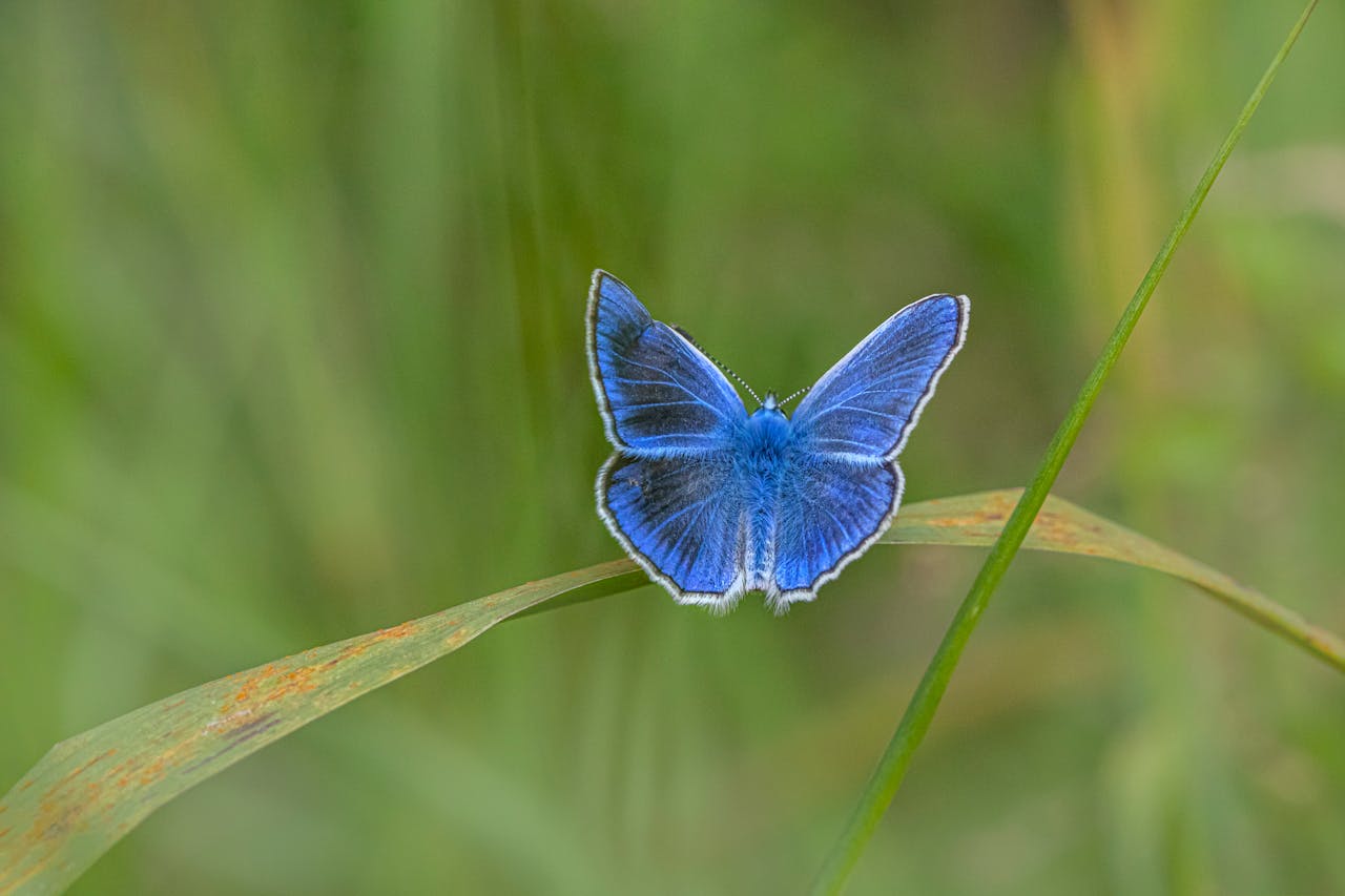 A small blue butterfly sitting on top of a green leaf