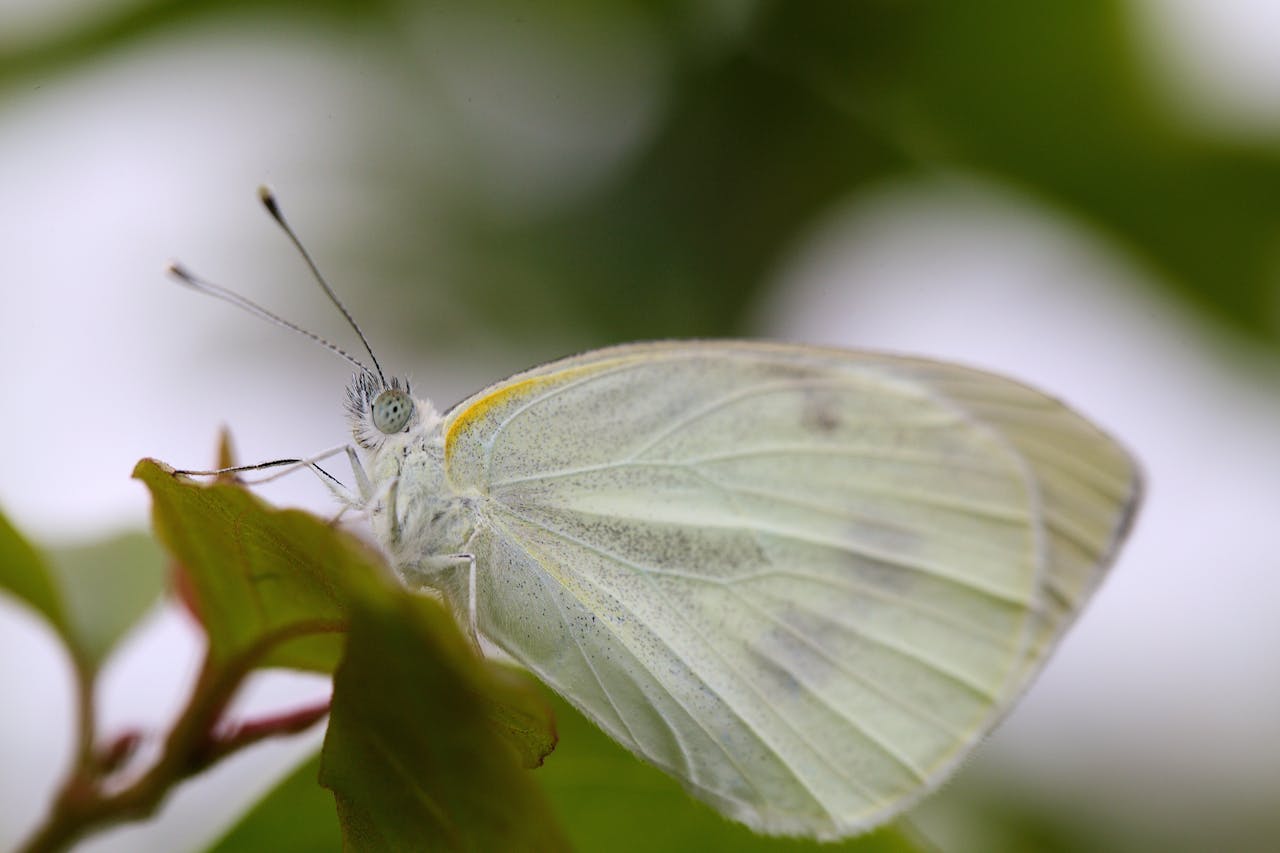 Cabbage White Butterfly on a Leaf